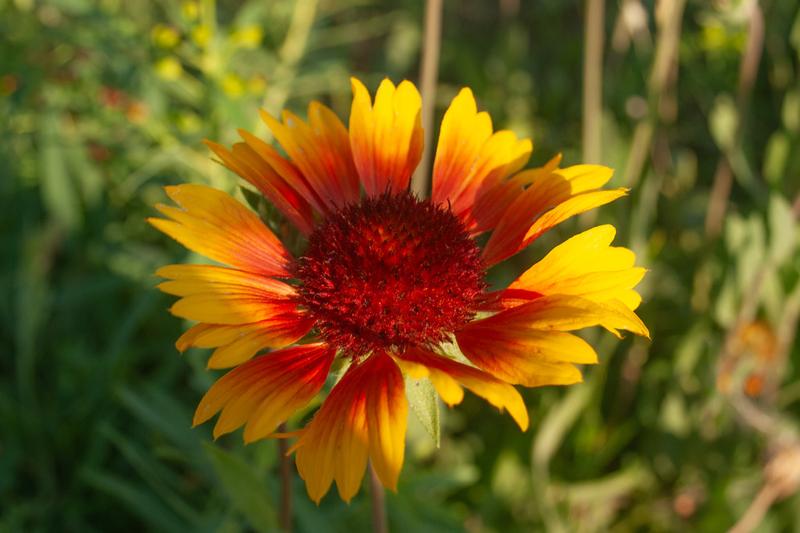 Gaillardia is a vibrant perennial renowned for its daisy-like flowers in fiery shades of red, orange, and yellow, often with contrasting bands of