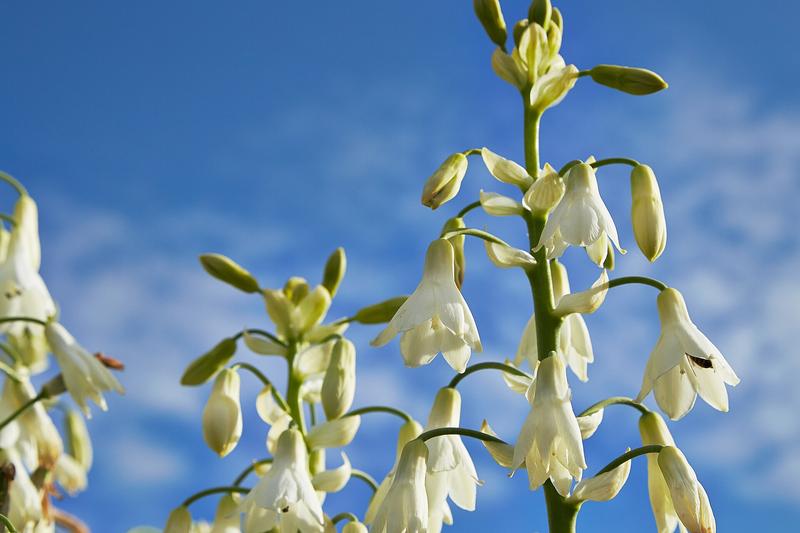 Galtonia candicans, commonly known as Galtonia or summer hyacinth, is a striking South African bulb that produces tall spires of fragrant, white