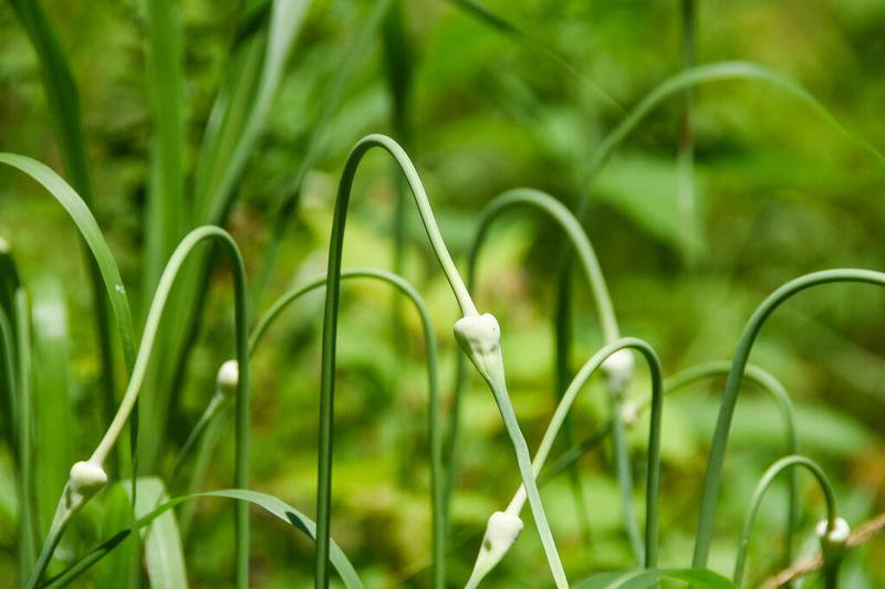 Garlic is a hardy bulbous perennial grown as an annual for its pungent, flavourful cloves, producing tall stems with strap-like grey-green leaves and
