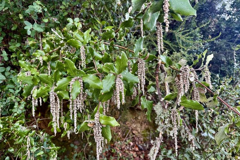 Garrya (Garrya elliptica): The male cultivar 'James Roof' produces particularly impressive tassels that can reach up to 30cm in length, draping