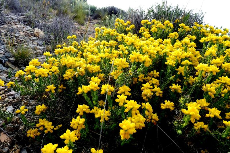 Genista hispanica, commonly known as Spanish gorse, is a compact, spiny evergreen shrub native to southwestern Europe that forms dense, cushion-like