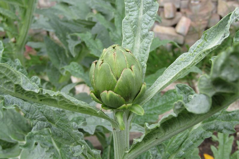 Globe artichoke is a striking architectural perennial vegetable with silvery-grey, deeply divided leaves and large, thistle-like flower heads that