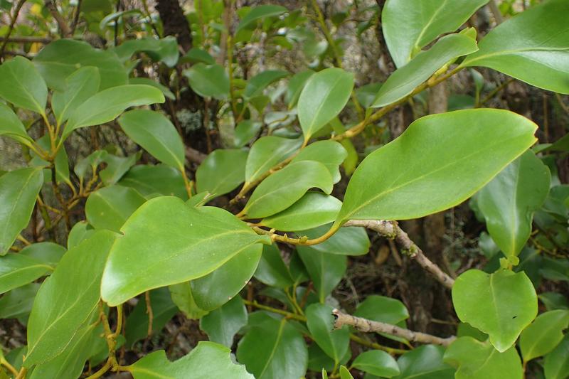 Griselinia is an evergreen shrub native to New Zealand, prized in UK gardens for its glossy, apple-green leaves and exceptional tolerance of coastal