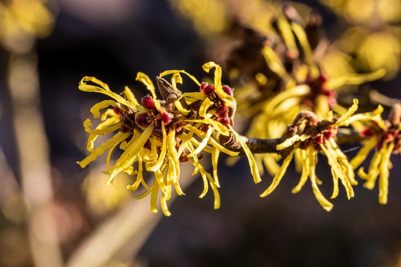 Hamamelis (Hamamelis × intermedia): This hybrid witch hazel produces clusters of ribbon-like petals in shades of yellow, orange, or red, often
