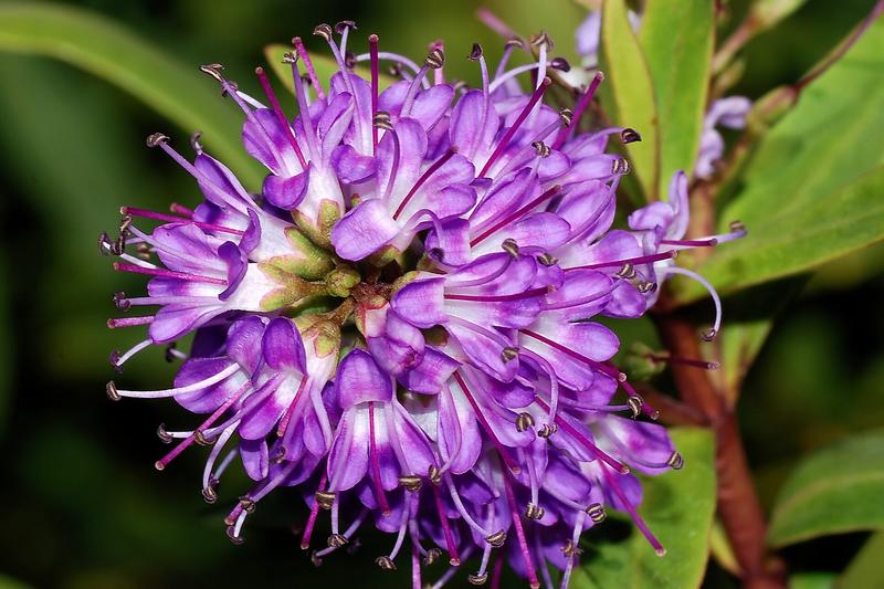 Hebe is an evergreen shrub native to New Zealand and South America, prized for its neat, rounded habit and spikes of small flowers in shades of