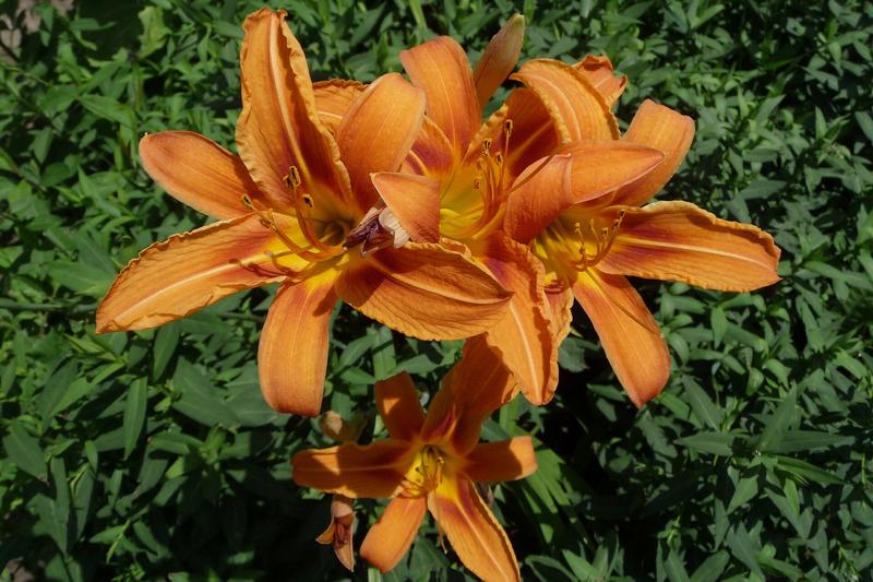 Daylily (Hemerocallis hybrid): Daylilies are robust, clump-forming perennials prized for their trumpet-shaped flowers in shades of yellow, orange