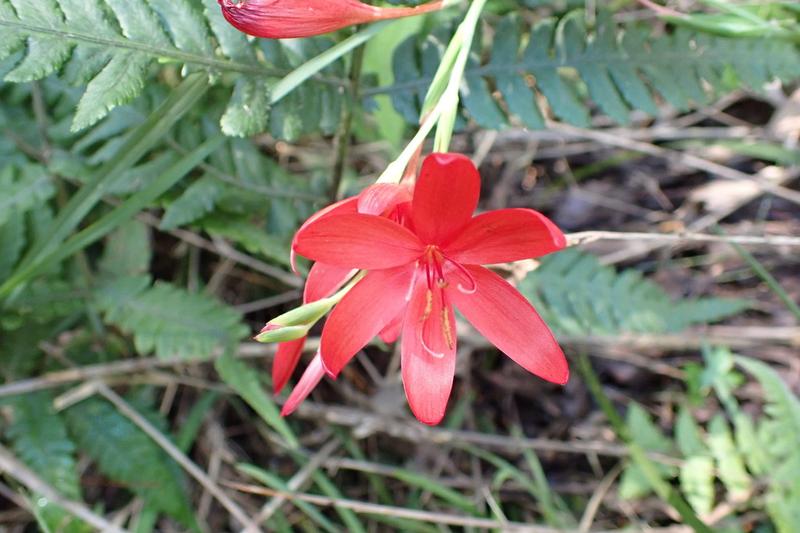 Hesperantha coccinea is a graceful South African perennial producing slender stems topped with star-shaped flowers in shades of pink, red, or white