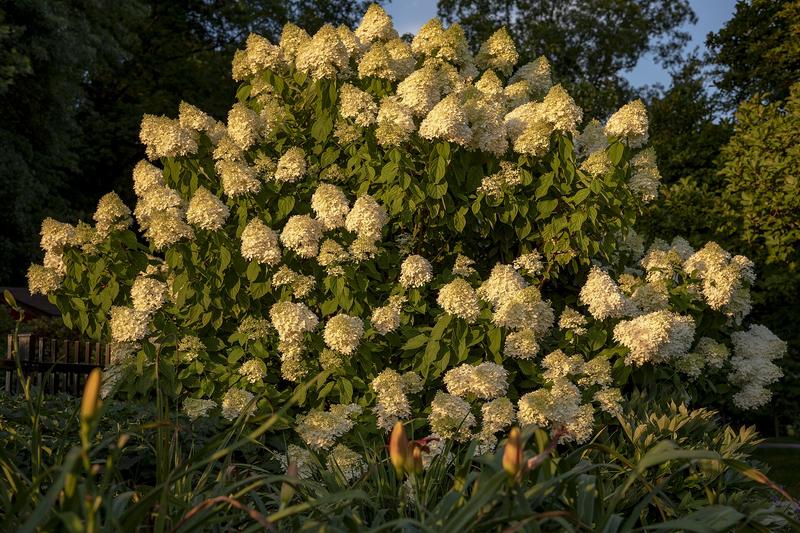 Hydrangea paniculata is a deciduous shrub native to China and Japan, prized for its large, conical flower panicles that emerge white in summer and