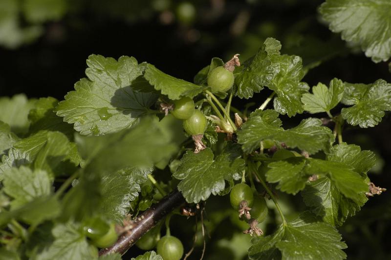 Jostaberry (Ribes x nidigrolaria): This thornless shrub produces glossy, dark purple-black berries slightly larger than blackcurrants with a unique