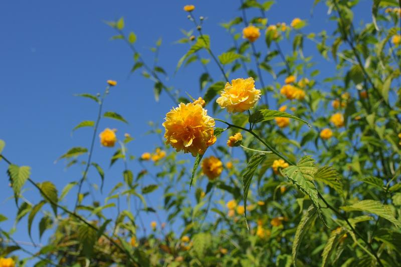 Kerria is a deciduous spring-flowering shrub native to China and Japan, prized for its cheerful golden-yellow flowers that brighten British gardens