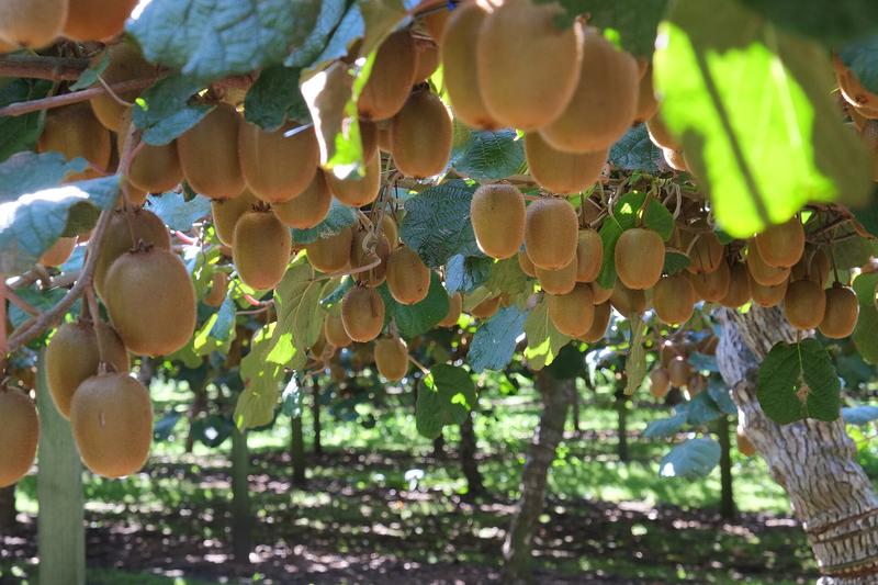 Kiwi is a vigorous, deciduous climbing vine native to China, prized for its fuzzy brown fruits containing bright green, tangy flesh