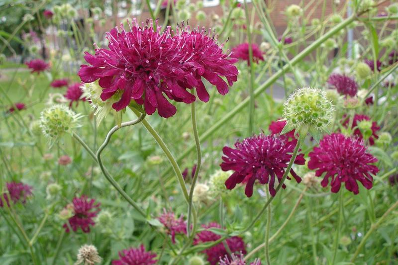Knautia (Knautia macedonica): The flowers are held on wiry stems above clumps of dark green foliage, creating a relaxed, meadow-like effect that