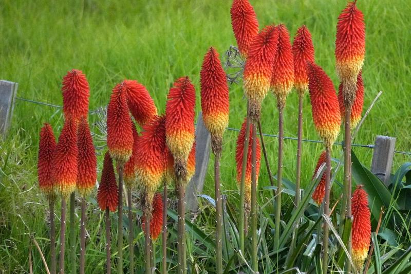 Kniphofia, commonly known as red hot poker, is a striking architectural perennial native to South Africa, prized for its dramatic torch-like flower