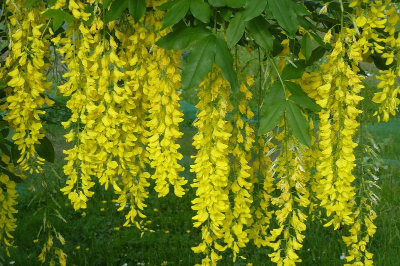 Laburnum is a deciduous tree renowned for its spectacular cascading chains of golden-yellow flowers in late spring, creating a stunning display that