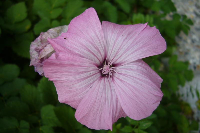 Annual Mallow is a fast-growing hardy annual native to the Mediterranean, prized for its profusion of funnel-shaped flowers in shades of pink, white