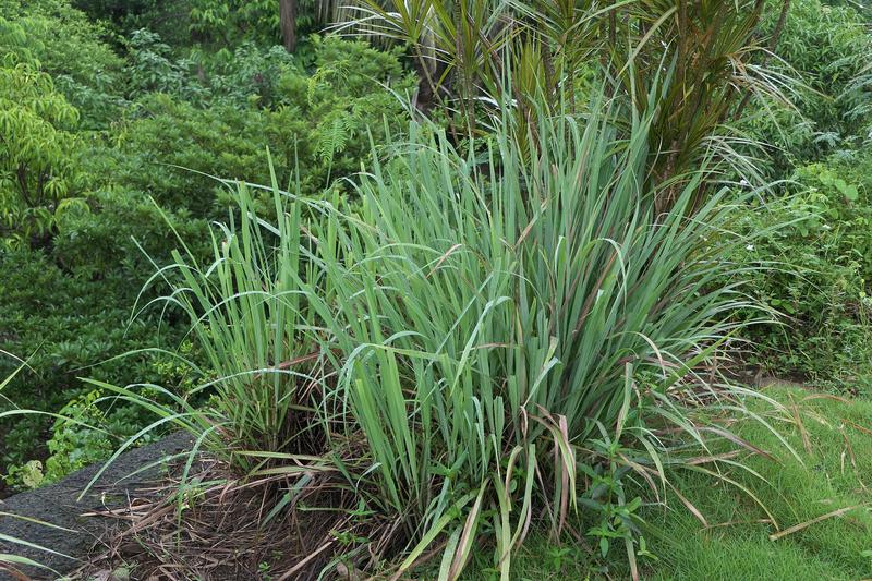 Lemon grass is a tender, aromatic perennial grass native to tropical Asia, forming dense clumps of slender, grey-green leaves with a distinctive