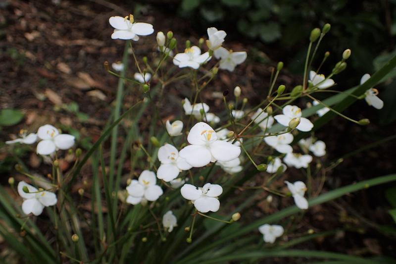 Libertia grandiflora is an elegant evergreen perennial from New Zealand, forming clumps of narrow, iris-like foliage with striking white flowers in