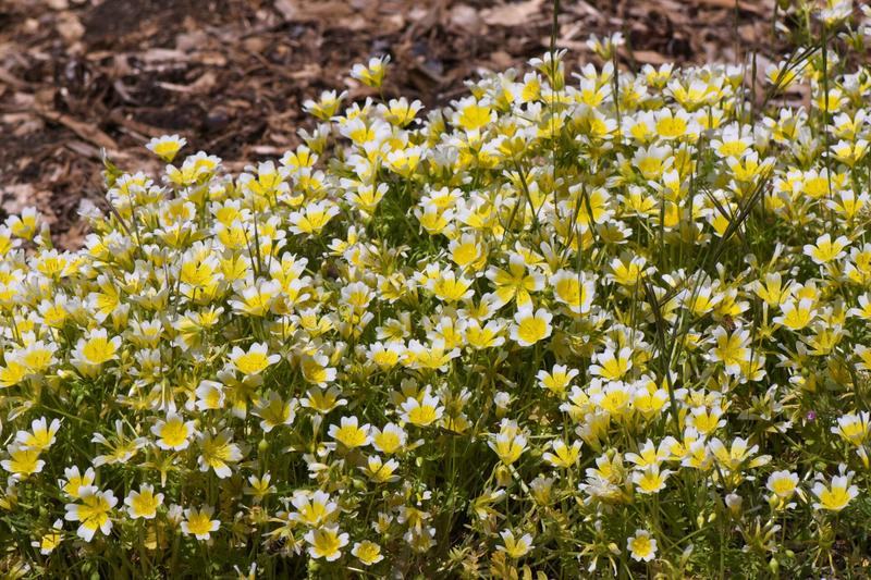 Poached Egg Plant (Limnanthes douglasii): Growing to just 15cm tall, it forms low spreading mats of feathery foliage smothered in cheerful blooms