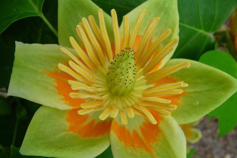 Tulip Tree (Liriodendron tulipifera): Reaching impressive heights, it produces greenish-yellow flowers with orange markings in early summer, followed