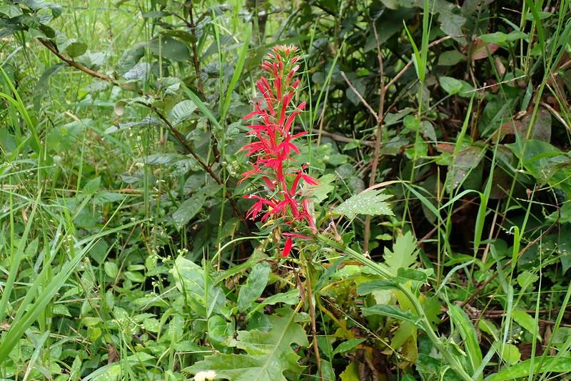 Cardinal Flower (Lobelia cardinalis): Growing 60–120 cm tall, it produces lance-shaped green to bronze-tinged foliage and tubular blooms that are