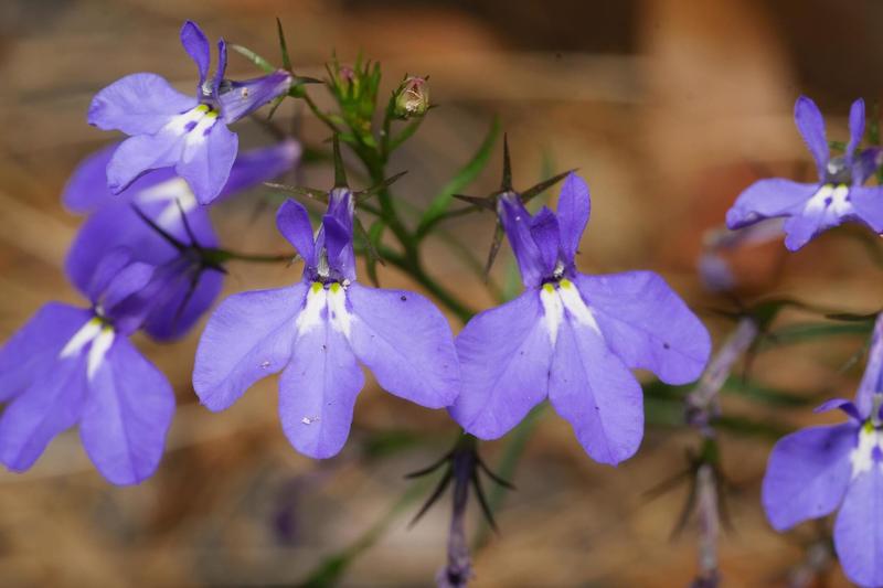 Lobelia is a charming half-hardy annual native to South Africa, beloved by British gardeners for its profuse display of tiny, jewel-like flowers in