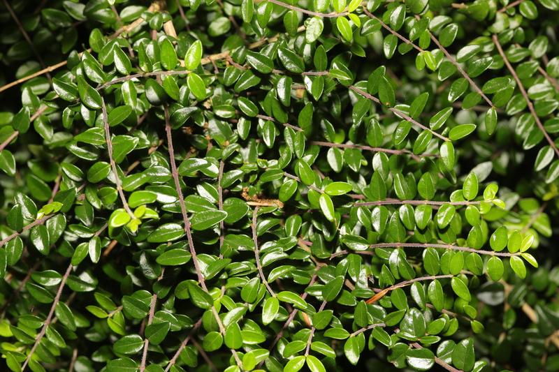 Box-leaved Honeysuckle is a dense, evergreen shrub native to western China, widely grown in UK gardens as a low-maintenance hedging plant and box
