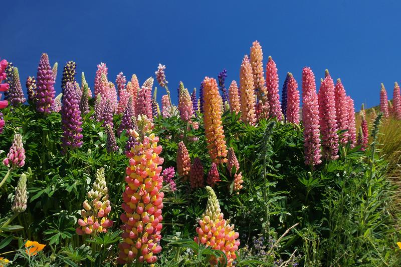 Lupin (Lupinus polyphyllus): Native to North America but naturalised across the UK, these herbaceous plants produce distinctive palmate leaves and