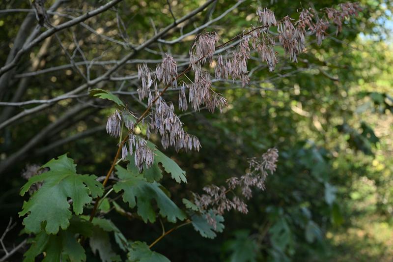 Plume Poppy (Macleaya cordata): Growing up to 2.5 metres tall, it produces large, lobed grey-green leaves and airy plumes of tiny buff-pink flowers
