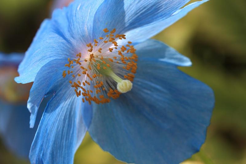 Himalayan Blue Poppy (Meconopsis betonicifolia): The Himalayan Blue Poppy is a stunning perennial renowned for its extraordinary sky-blue flowers