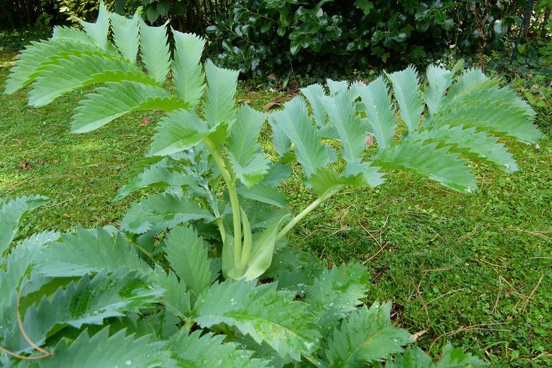 Honey Bush (Melianthus major): In late spring and summer, it produces unusual dark red flower spikes that contrast beautifully with the glaucous