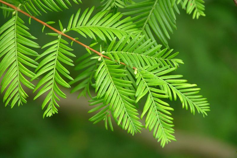 Dawn Redwood (Metasequoia glyptostroboides): This elegant tree develops a conical shape with feathery, bright green foliage that turns stunning
