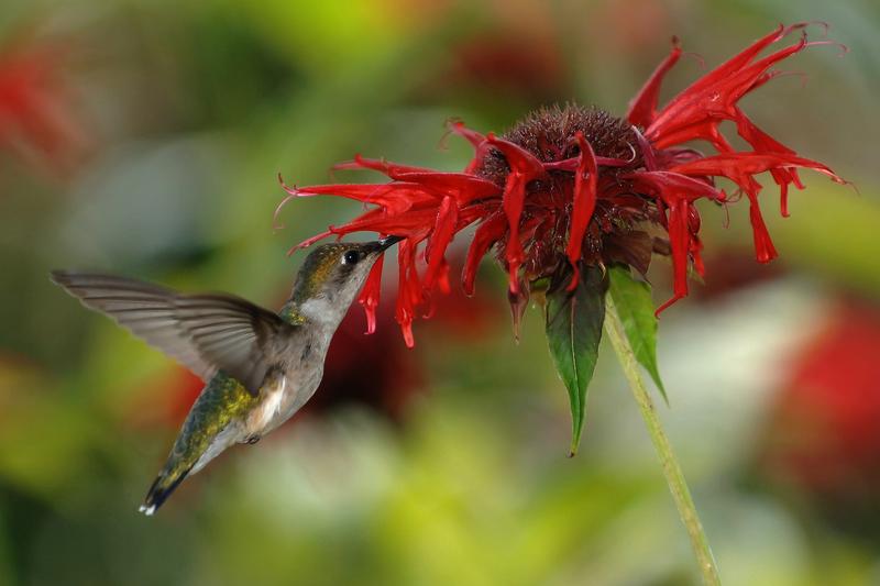 Monarda is a striking herbaceous perennial native to North America, prized for its vibrant scarlet, pink, or purple shaggy flowers that bloom from