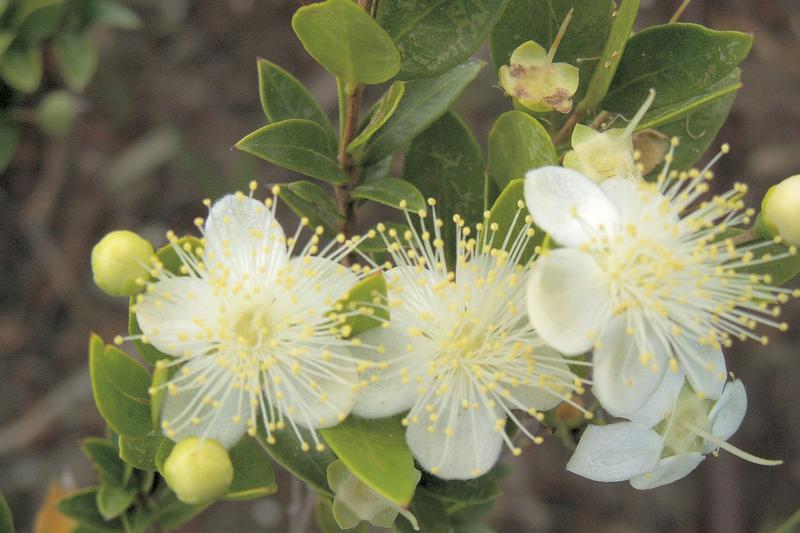 Myrtle is an evergreen Mediterranean shrub prized for its aromatic, glossy dark green leaves, fragrant white flowers in summer, and purple-black