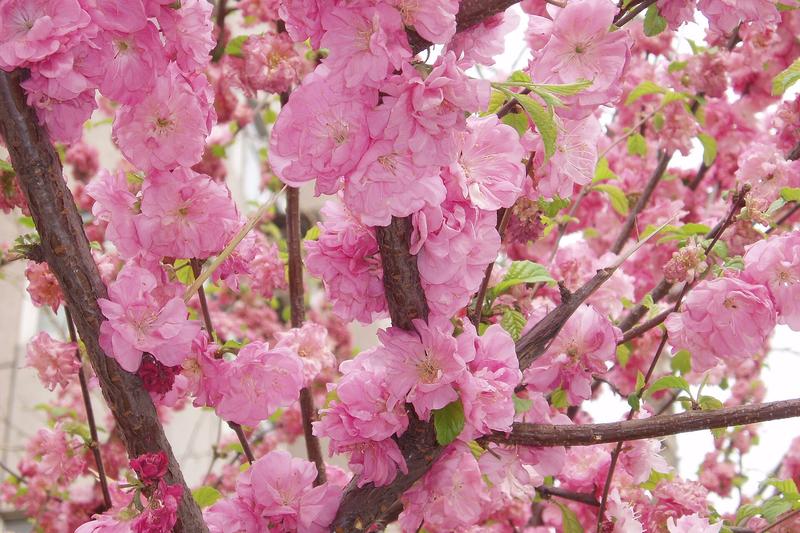 Nectarine is a smooth-skinned variant of the peach, producing sweet, aromatic fruit on a small to medium-sized deciduous tree with attractive pink