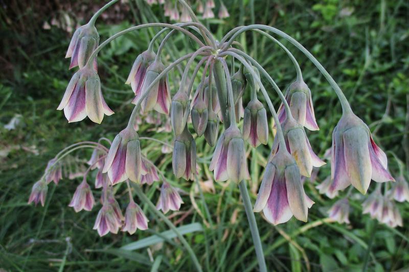 Nectaroscordum is a striking ornamental bulb native to southern Europe, producing tall stems topped with elegant, nodding bell-shaped flowers in
