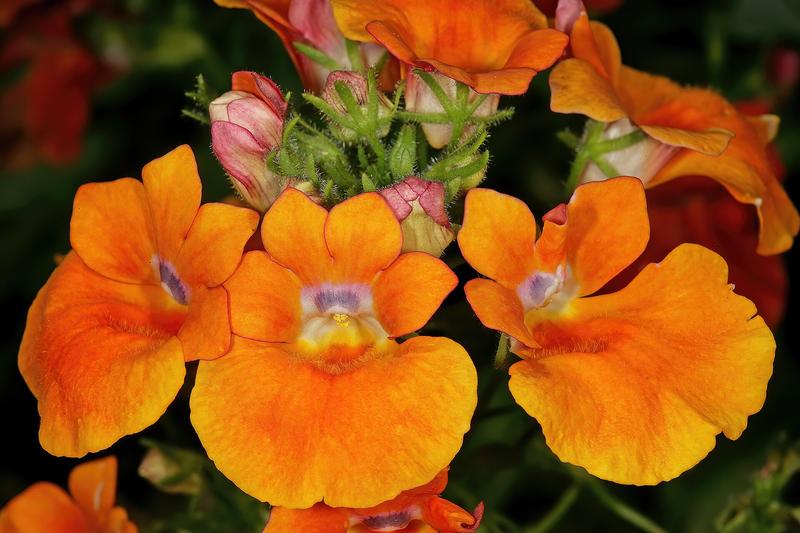 Nemesia is a cheerful South African annual prized for its vibrant, orchid-like flowers in shades of pink, purple, orange, yellow, and white