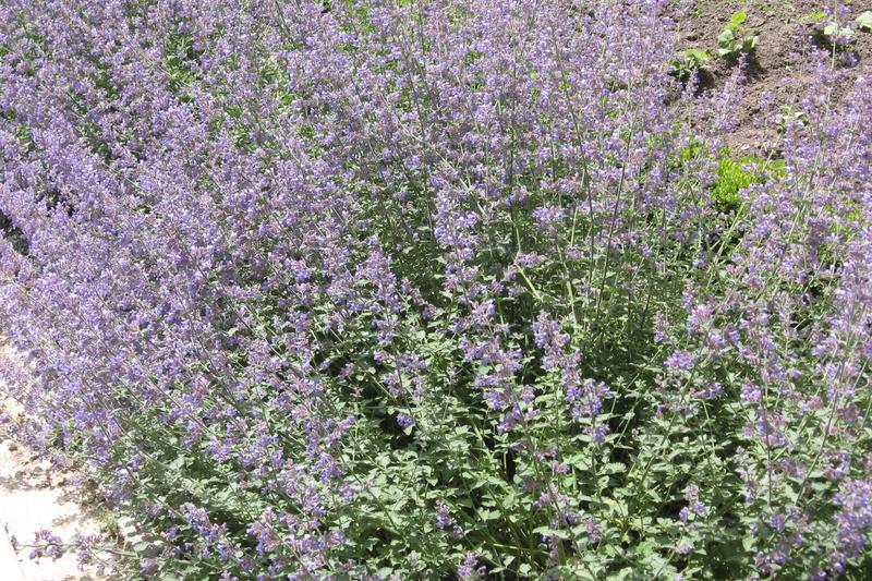 Nepeta is a beloved herbaceous perennial forming billowing mounds of aromatic grey-green foliage topped with lavender-blue flower spikes from late