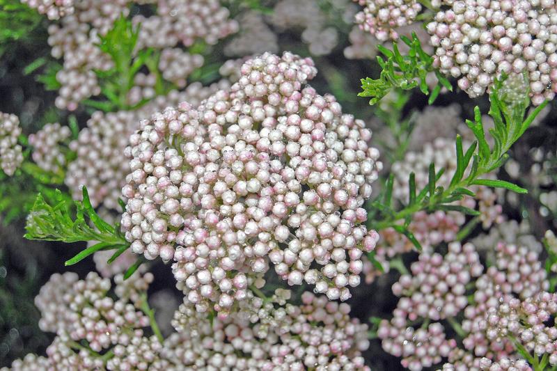 Ozothamnus is an evergreen shrub from Australia and New Zealand, prized for its aromatic, rosemary-like foliage and clusters of small white flowers