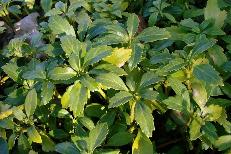 Pachysandra is a low-growing evergreen ground cover native to Japan and China, prized for its glossy, dark green foliage and ability to thrive in