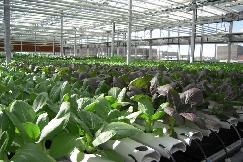 Pak choi is a fast-growing Chinese cabbage with crisp white stems and dark green leaves, prized for its mild, slightly peppery flavour