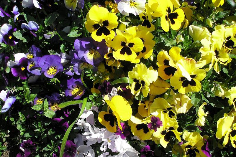 Pansy (Viola × wittrockiana): Pansies are cheerful, short-lived perennials usually grown as annuals or biennials, beloved for their distinctive