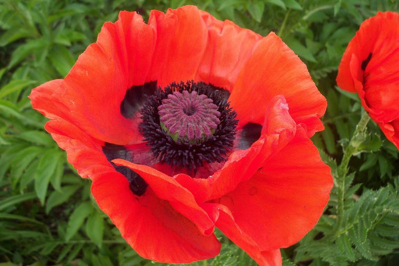 Oriental Poppy is a stunning herbaceous perennial renowned for its large, tissue-paper-like flowers in vibrant shades of red, orange, pink, and white