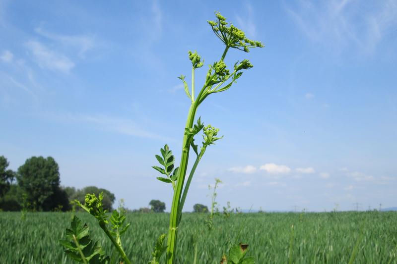 Parsnip (Pastinaca sativa): The plant produces feathery foliage above ground whilst developing its edible root below, making it an excellent choice