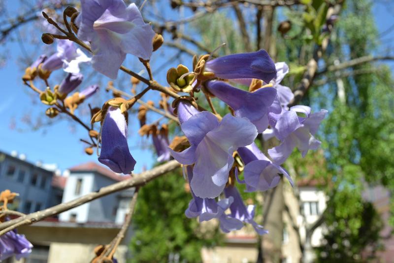 Foxglove Tree (Paulownia tomentosa): The Foxglove Tree is a fast-growing deciduous tree native to China, prized for its spectacular display of