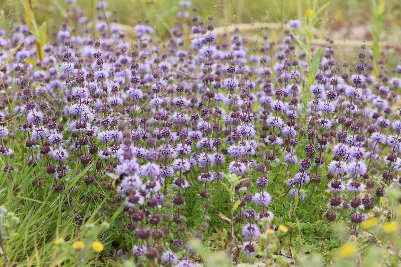 Pennyroyal is a low-growing, mat-forming perennial mint native to Europe and western Asia, with small oval leaves and whorls of lilac flowers in