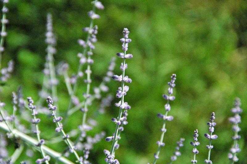 Russian Sage is a deciduous subshrub native to Central Asia, prized for its aromatic silvery-grey foliage and tall spires of lavender-blue flowers