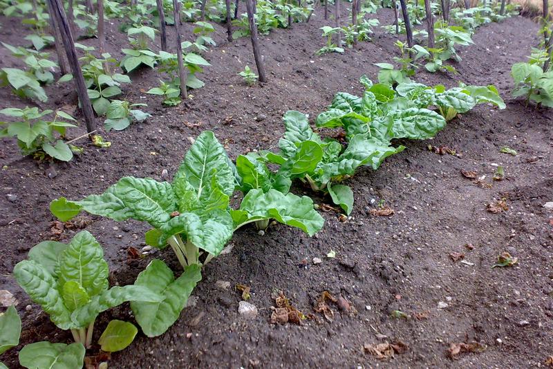 Perpetual spinach is a hardy leaf beet closely related to chard, producing large, glossy green leaves with a mild flavour throughout the growing