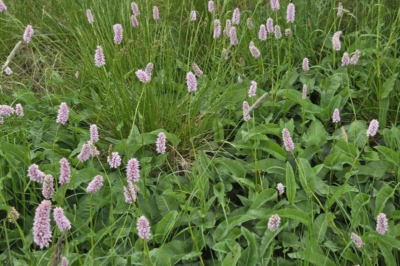 Common Bistort (Persicaria bistorta): It produces striking bottle-brush spikes of soft pink flowers on tall stems from late spring through summer