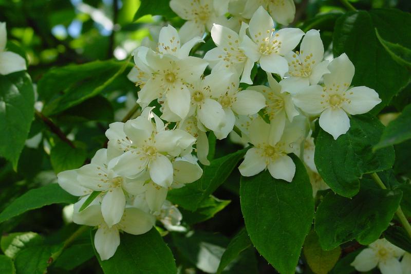 Philadelphus is a deciduous shrub cherished by UK gardeners for its profusion of fragrant white flowers in early summer