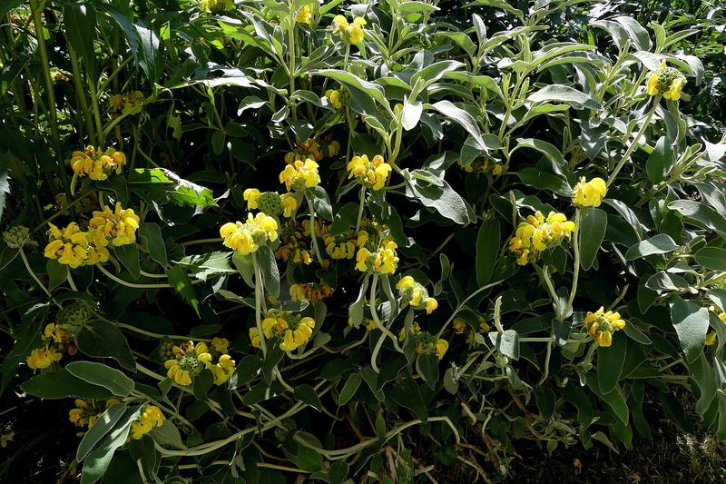 Phlomis fruticosa is an evergreen Mediterranean shrub prized for its whorls of bright yellow flowers and distinctive grey-green felted foliage